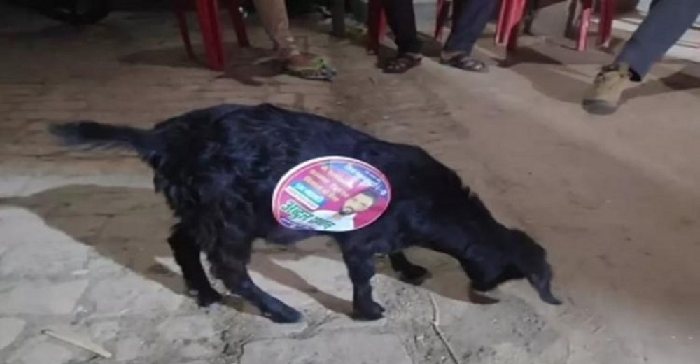 Captan a inocentes perritos callejeros siendo usados por políticos en sus campañas electorales