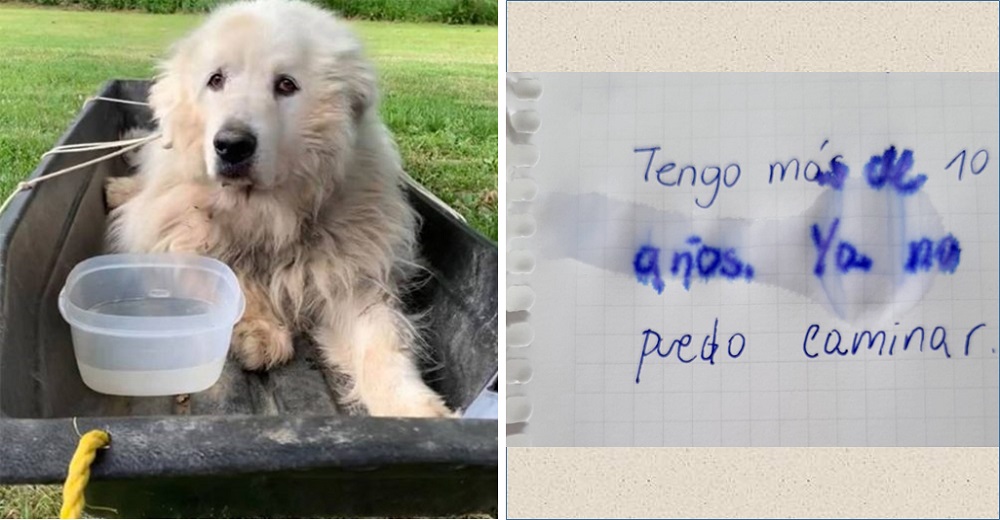 «Tengo más de 10 años, ya no puedo caminar»–Dejan a su perrito de toda la vida atado a un trineo «Tengo más de 10 años, ya no puedo caminar»–Dejan a su perrito de toda la vida atado a un trineo
