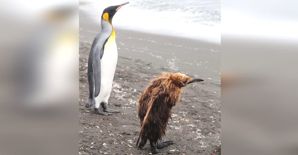 Captan a un pingüino adolescente con el que todos se identifican cuando tienen un mal día