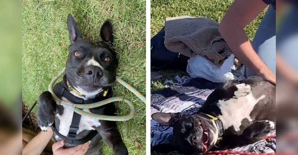 Un perrita pitbull se acerca a la manta de un desconocido en el parque ignorando el llamado de su dueña Un perrita pitbull se acerca a la manta de un desconocido en el parque ignorando el llamado de su dueña