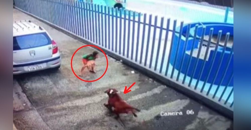 Una niña defiende con su vida a su pequeño perrito de un pitbull que apareció de la nada Una niña defiende con su vida a su pequeño perrito de un pitbull que apareció de la nada