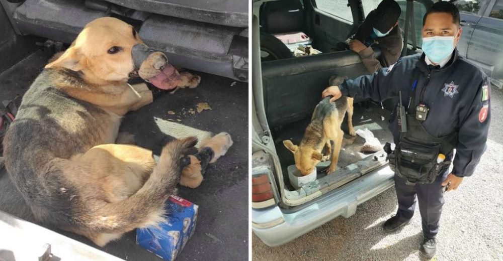 Oficiales iban a multar a un conductor y terminan salvando a 2 perritos que luchaban por su vida