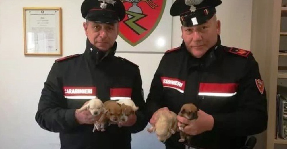 Policías interrumpen su ruta tras descubrir 5 cachorritos recién nacidos al borde de un camino