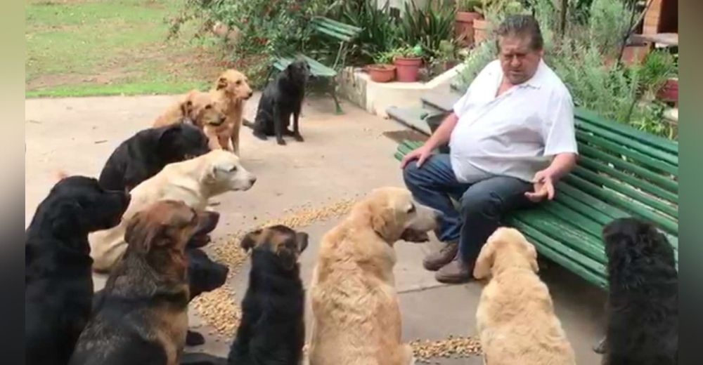 Sus doce perritos no prueban una sola croquetita hasta dar las gracias a Dios