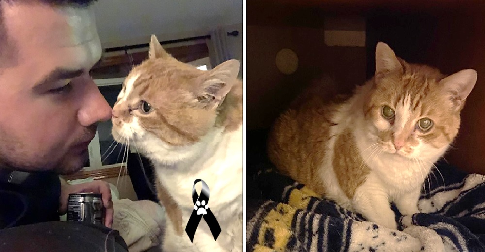 Se despide de su minina anciana de la que jamás se separó a pesar de ser alérgico a los gatos Se despide de su minina anciana de la que jamás se separó a pesar de ser alérgico a los gatos