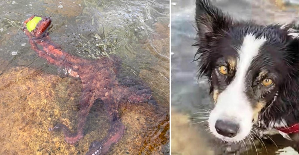 Perrita queda desconcertada después de que un atrevido pulpo le robó su pelota de tenis favorita