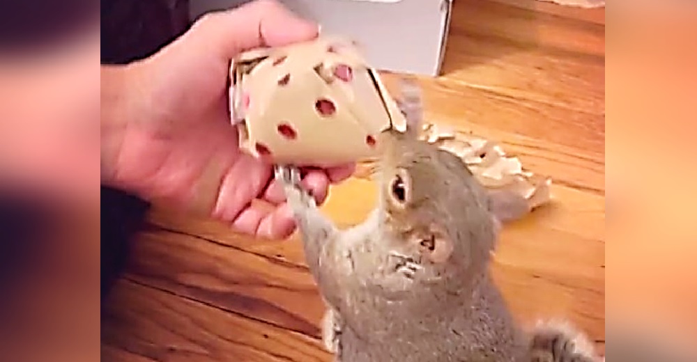 Una adorable ardilla rescatada es grabada cuando abre el regalo que le entregaron sus héroes