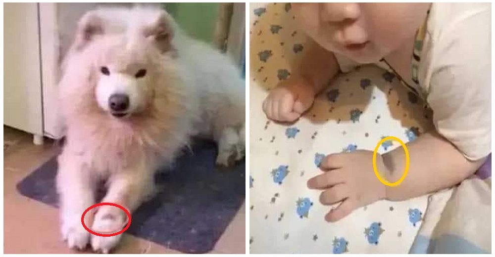 Asegura que su bebé es la reencarnación de su perro fallecido por una marca de nacimiento