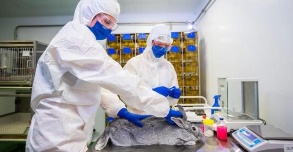 Tras meses de investigación, registran la primera vacuna contra el COVID-19 para animales Tras meses de investigación, registran la primera vacuna contra el COVID-19 para animales