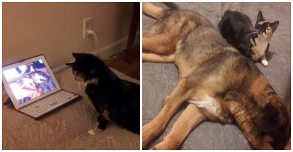 Gatita logra reencontrarse con su amigo perro fallecido tras reconocer sus ladridos en un video