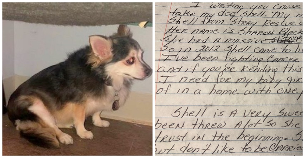 Mujer que murió de cáncer deja una conmovedora carta anónima suplicando ayuda para su perrita