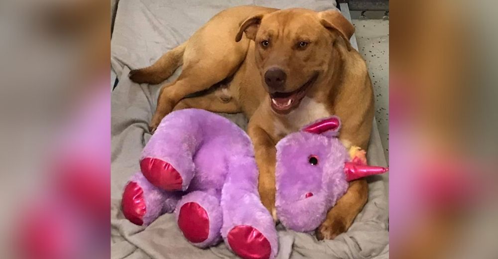 El perro callejero que trató de robar un peluche vuelve a la tienda emocionando a los empleados