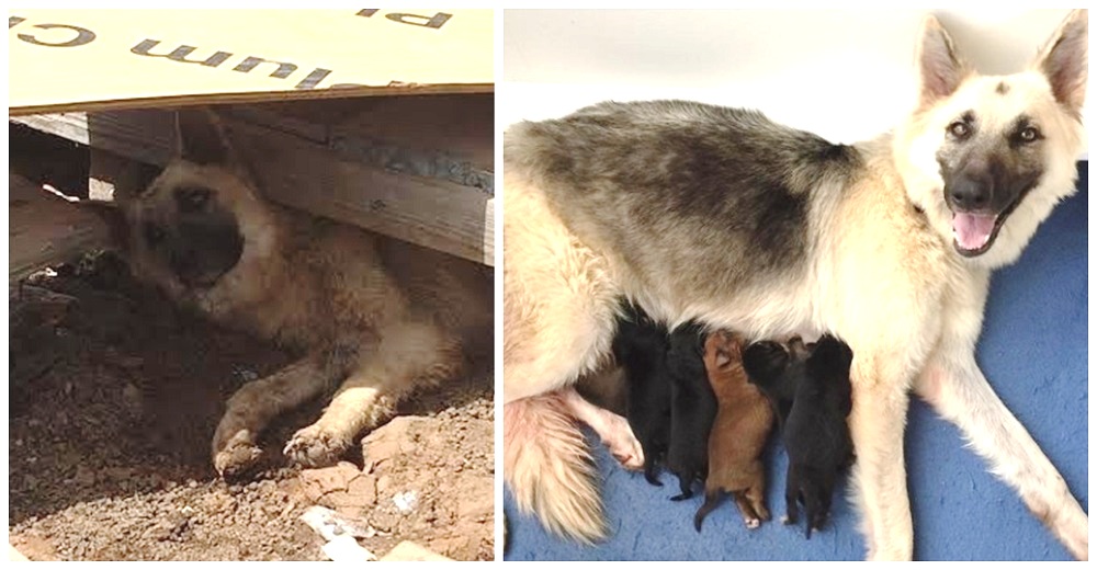 Rescatan a la perrita demacrada y débil que hizo de todo para dar a luz bajo una construcción Rescatan a la perrita demacrada y débil que hizo de todo para dar a luz bajo una construcción