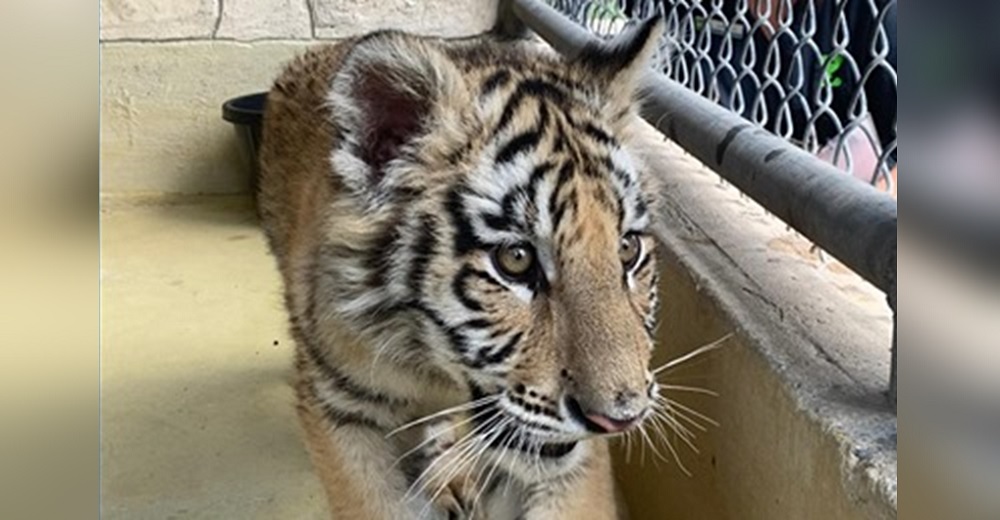 Rescatan a un cachorro de tigre que tenían encerrado como mascota en el patio de una casa