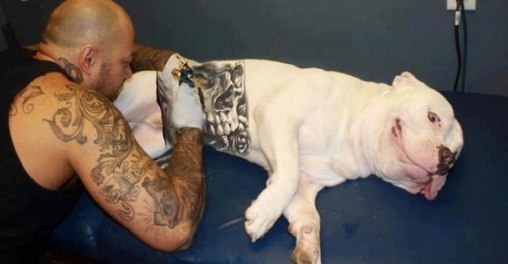 Finalmente aprueban una ley que prohíbe tajantemente los tatuajes y perforaciones en animalitos Finalmente aprueban una ley que prohíbe tajantemente los tatuajes y perforaciones en animalitos
