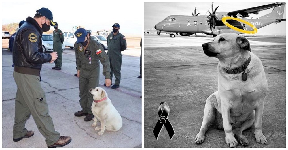 «Los aviadores navales nunca mueren, solo montan al cielo para llegar más alto, adiós Valentina» «Los aviadores navales nunca mueren, solo montan al cielo para llegar más alto, adiós Valentina»