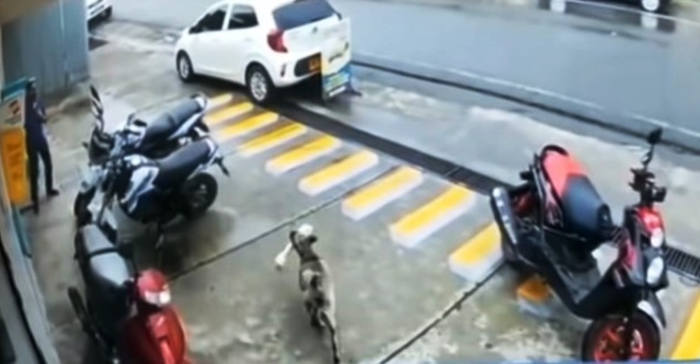 Perrito astuto entra silenciosamente en una tienda de mascotas y se escapa con un hueso gigante