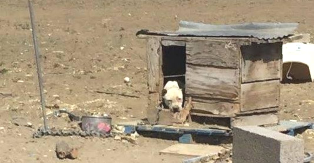 La perrita rescatada encadenada en una casa se asusta cada vez que alguien se le acerca