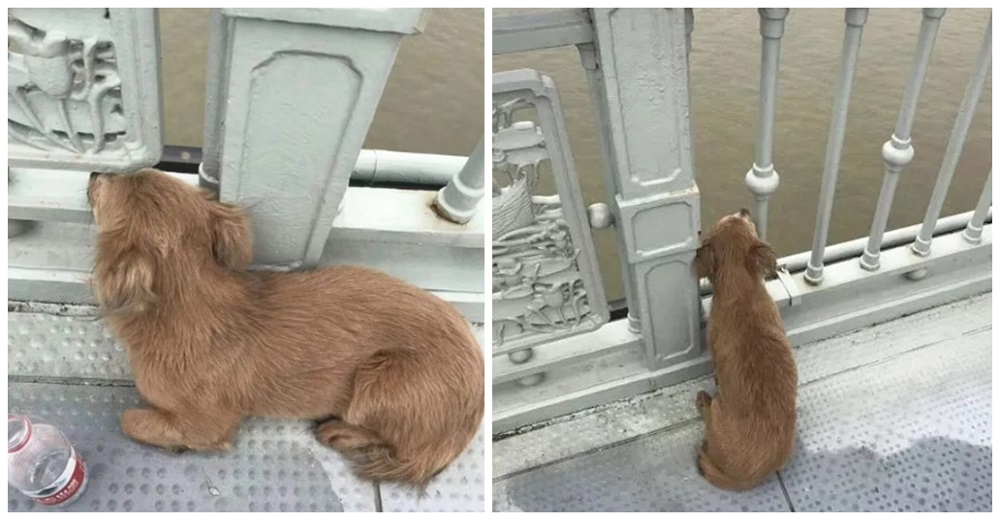 Perrito fiel permanece en el puente esperando a su dueño desde que lo vio saltar hace 4 días