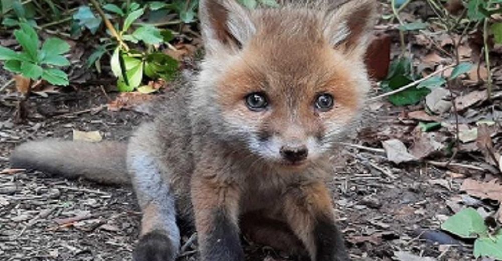 Encuentra a un zorrito bebé llorando por su mamá en el jardín de su casa y hace lo correcto