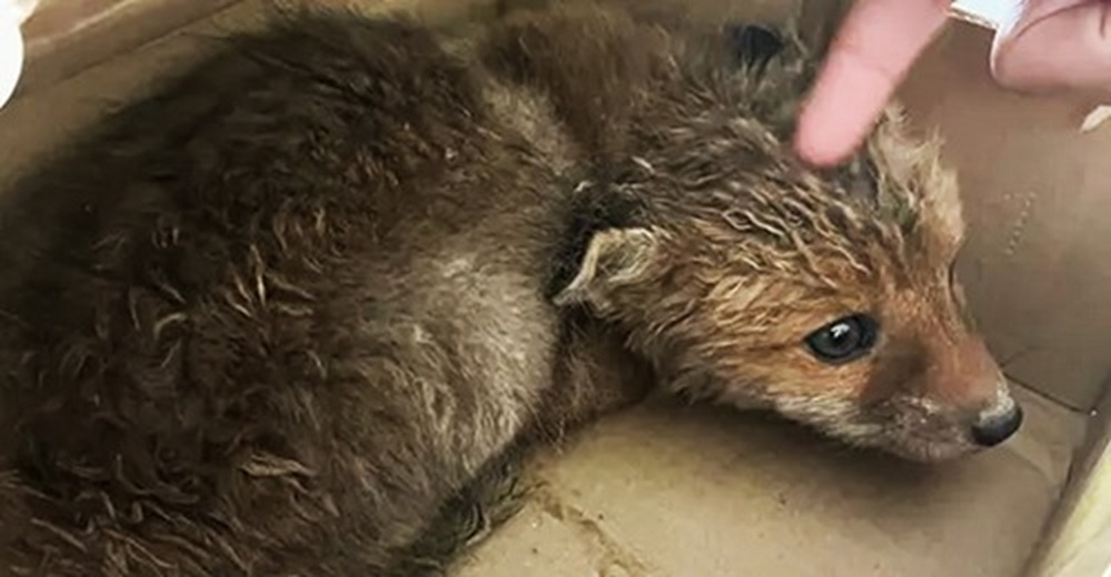 Se graduó como héroe rescatando un indefenso zorrito abandonado pero el veterinario lo insultó