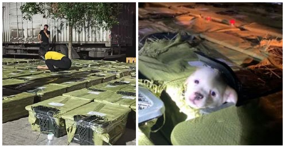 Perros y gatos que murieron dentro de un camión revelan el drama de las «cajas sorpresa»