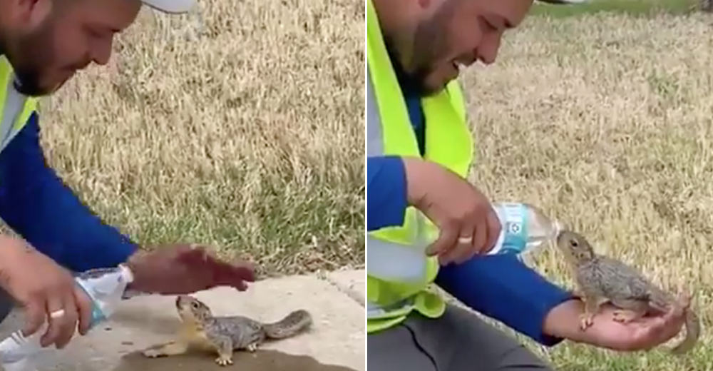 Graban al obrero que se detuvo a socorrer cariñosamente a una criatura muy sedienta