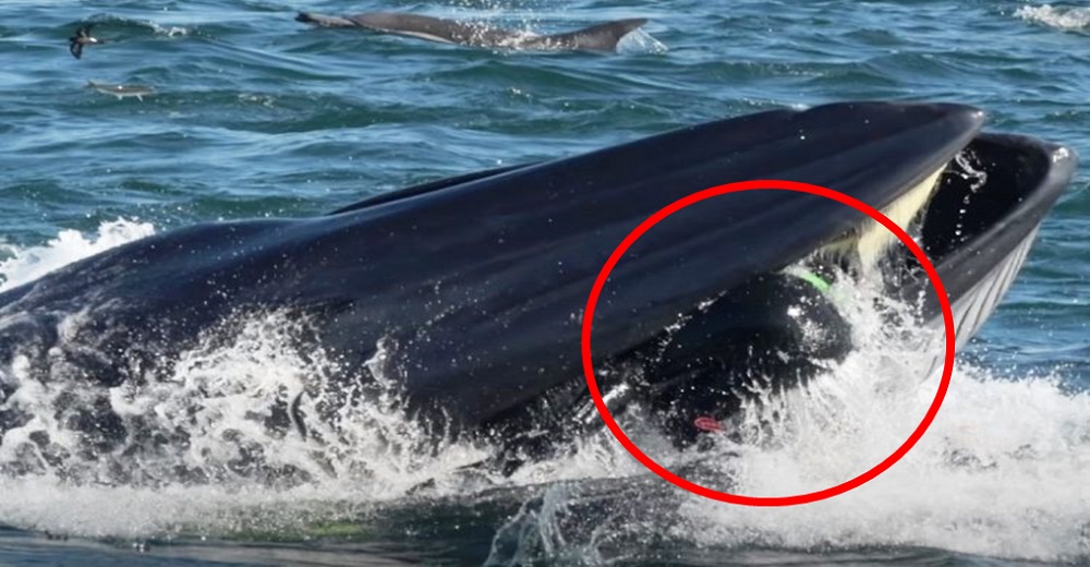 Una enorme ballena se traga un buzo de un solo bocado y después lo escupe entero