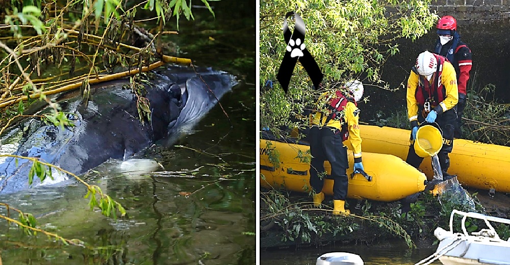 Deciden sacrificar a la vista de todos a la ballena bebé que luchó por su vida lejos de su mamá