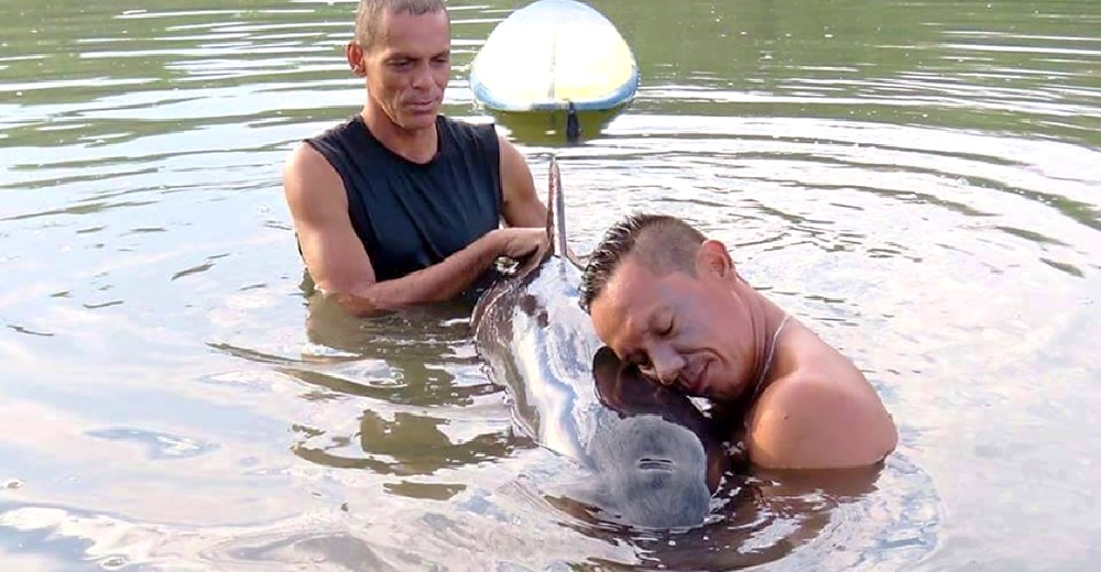 Un grupo de surfistas lo deja todo para tras escuchar el llanto de una ballena bebé