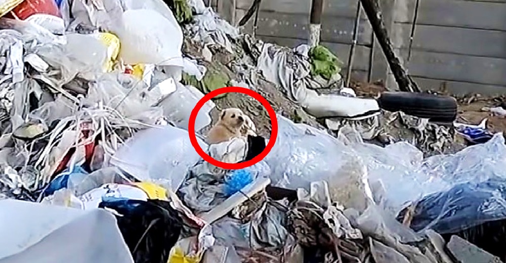 Un triste perrito abandonado en una montaña de basura no para de aullar llamando a su mamá