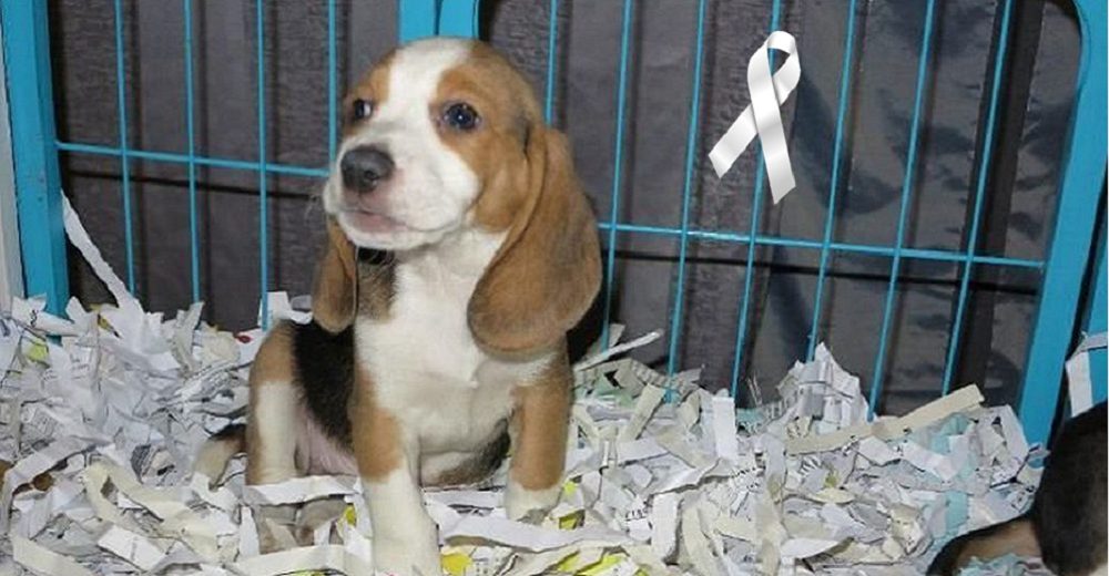 Exigen justicia tras la muerte de un perrito a manos de su dueño que lo compró por Internet