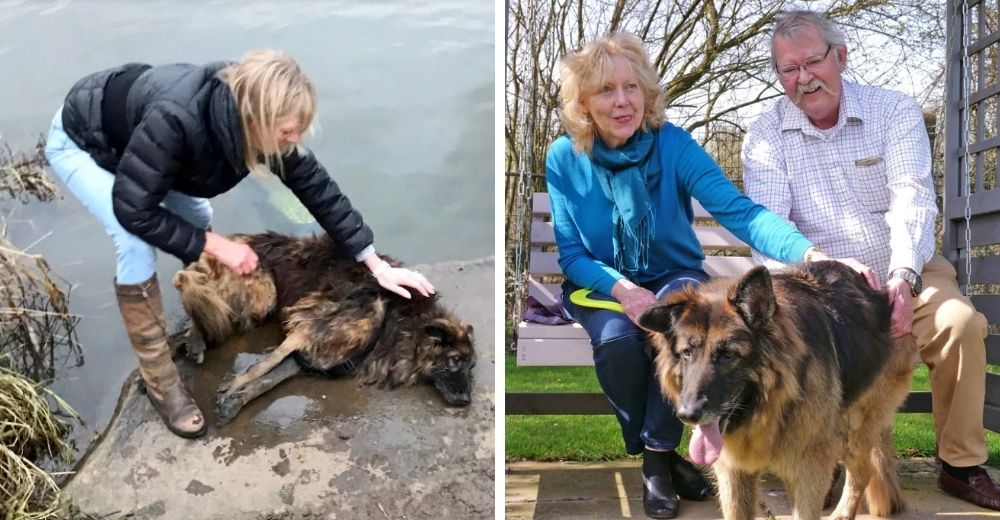 Tras 15 meses de ardua recuperación, adoptan a la perrita lanzada al río atada a una pesada roca