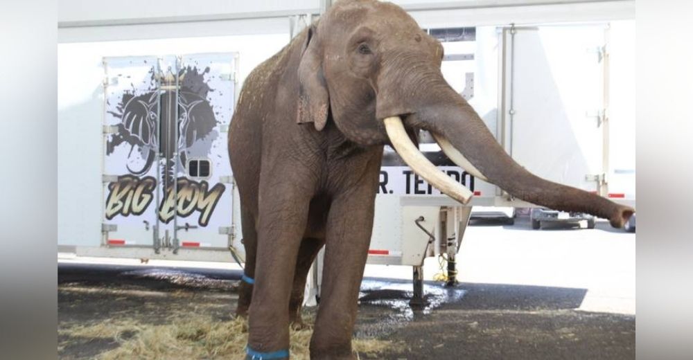 Rescatan al elefante que vivió 30 años en una jaula mugrienta aprendiendo trucos para entretener