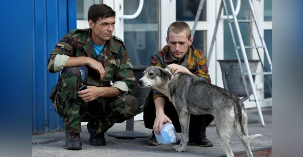 Guardias no pueden separarse de las víctimas silenciosas de Chernóbil: los “perros radiactivos”