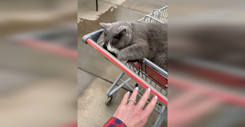 Cree que ha terminado de hacer las compras, pero el gato de la tienda la intercepta