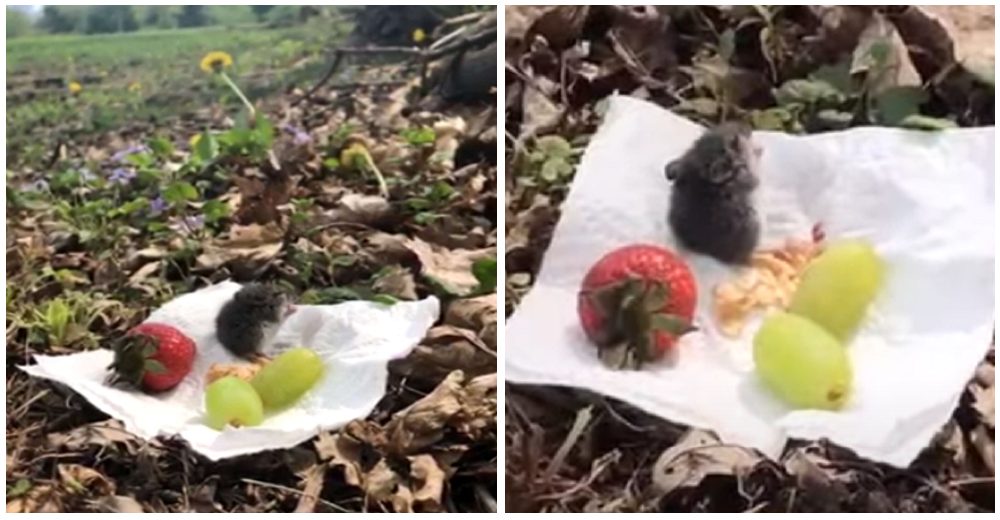 Una mujer salva la vida de un ratoncito, luego lo invita a un romántico picnic de despedida