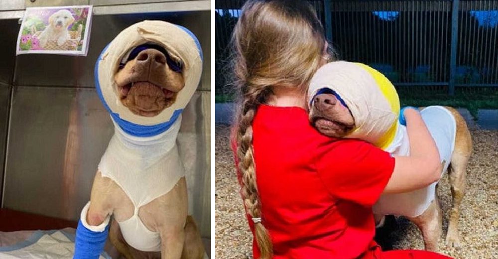 Perrito que es todo amor perdona al niño que le prendió fuego y lucha por su vida