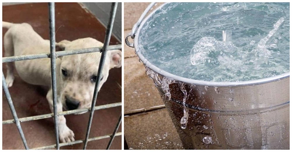 Un perrito alerta desesperado a su dueño al ver a una cachorrita en el fondo de un cubo de agua