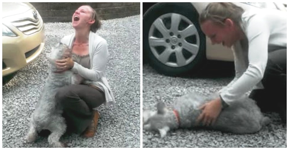 Perrita se reúne con su dueña tras años sin verse pero de inmediato se desmaya Perrita se reúne con su dueña tras años sin verse pero de inmediato se desmaya