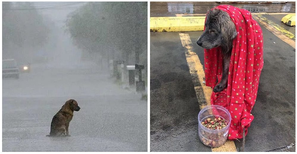 Temblaba de frío bajo la tormenta hasta que siente una mantita y alguien que se queda a su lado