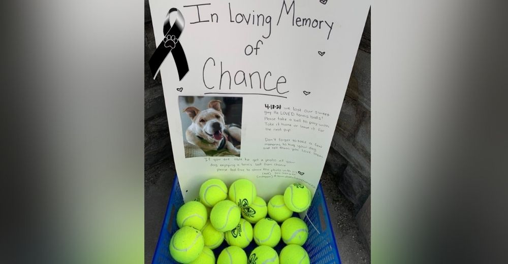 Familia decide mantener viva la memoria de su perrito conmoviendo a miles de dueños con su gesto