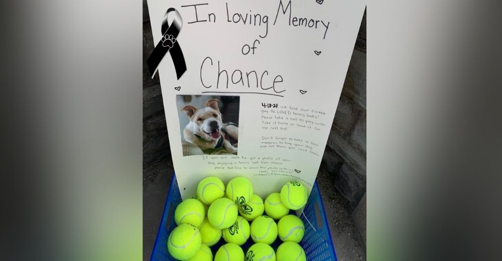 Familia decide mantener viva la memoria de su perrito conmoviendo a miles de dueños con su gesto Familia decide mantener viva la memoria de su perrito conmoviendo a miles de dueños con su gesto