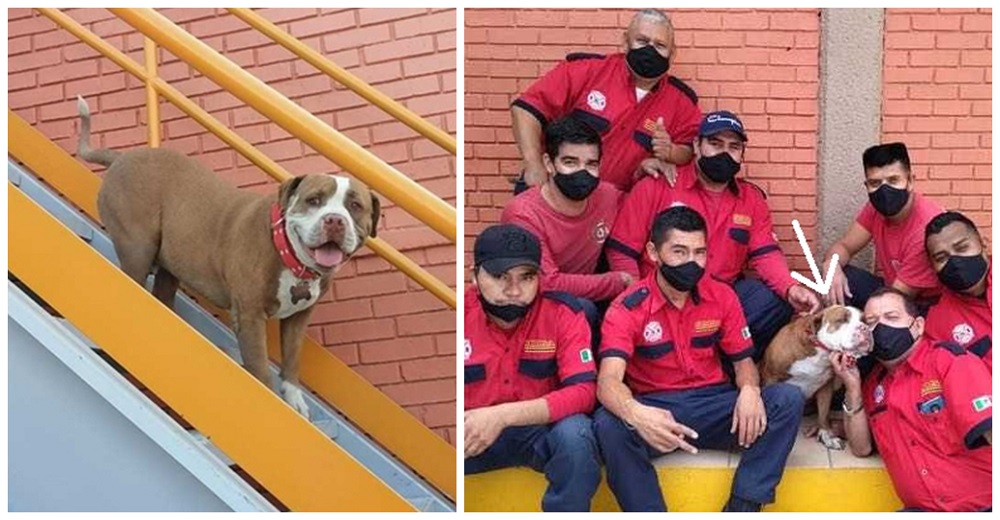 Bomberos presentan a Chato, su compañero más amado rescatado de peleas clandestinas Bomberos presentan a Chato, su compañero más amado rescatado de peleas clandestinas