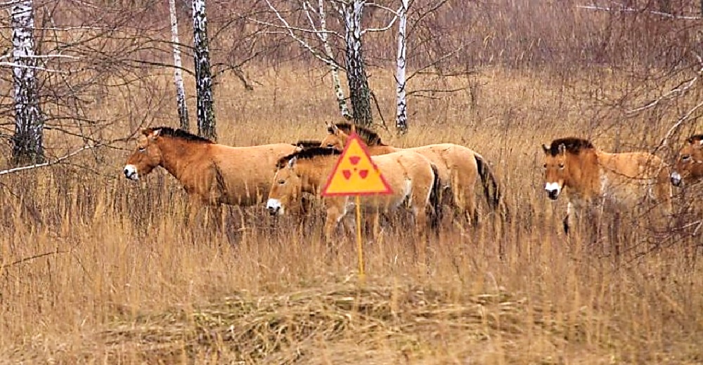 Salen a la luz los raros efectos de la radiación en miles de animalitos en Chernóbil