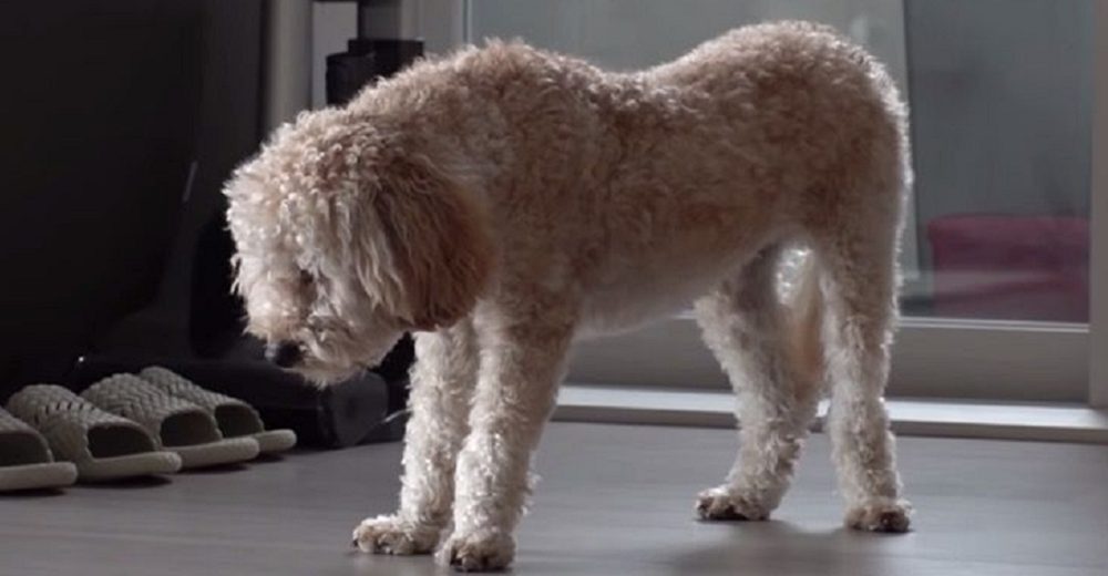 Graban a un perrito que solo duerme de pie porque no puede superar su triste abandono