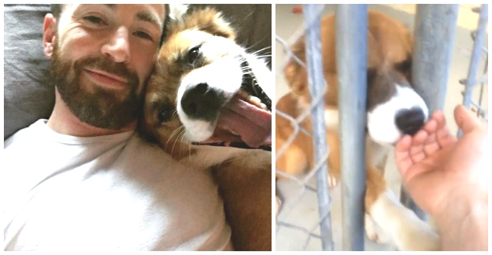 Chris Evans difunde el momento en que su perrito le robó el corazón en la celda de un refugio