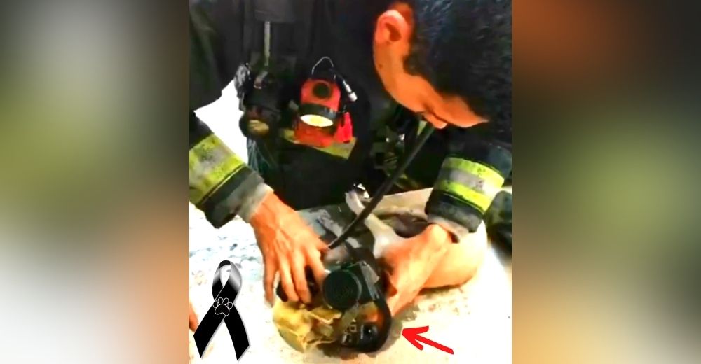 Un bombero se quita su máscara de oxígeno durante un incendio para que un perro pudiese respirar Un bombero se quita su máscara de oxígeno durante un incendio para que un perro pudiese respirar