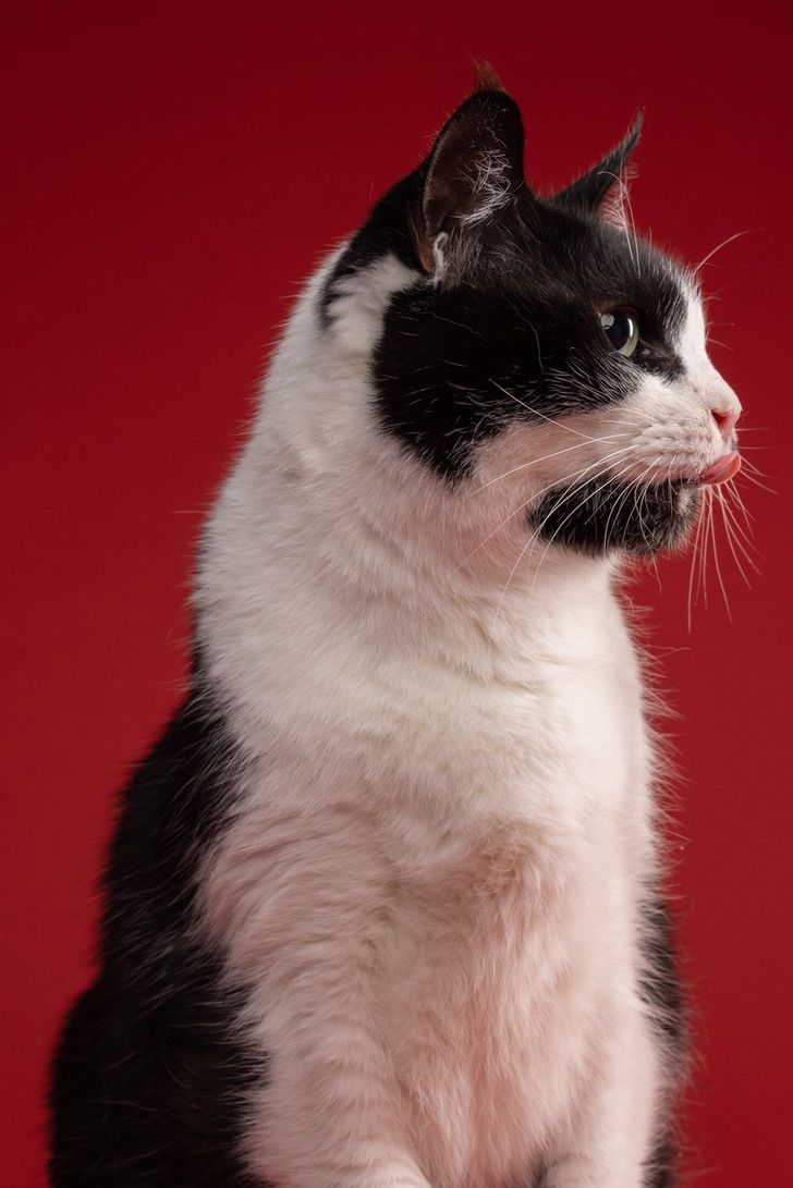 El «gatito zombi» que se abrió camino para salir de su tumba tras 5