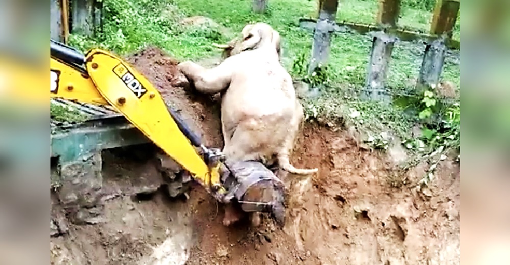 Una excavadora logra salvar al pobre elefantito que se resbalaba una y otra vez por una colina